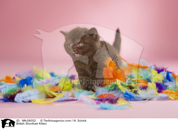Britisch Kurzhaar Ktzchen / British Shorthair Kitten / NN-08052