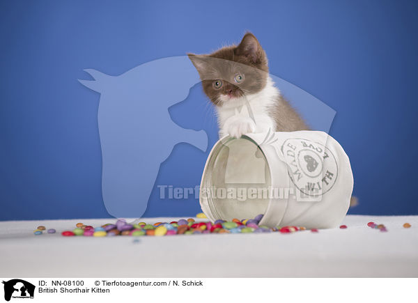 Britisch Kurzhaar Ktzchen / British Shorthair Kitten / NN-08100
