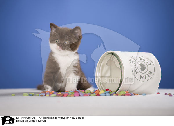 British Shorthair Kitten / NN-08106