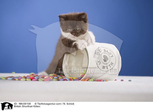 Britisch Kurzhaar Ktzchen / British Shorthair Kitten / NN-08108