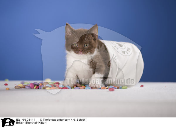Britisch Kurzhaar Ktzchen / British Shorthair Kitten / NN-08111