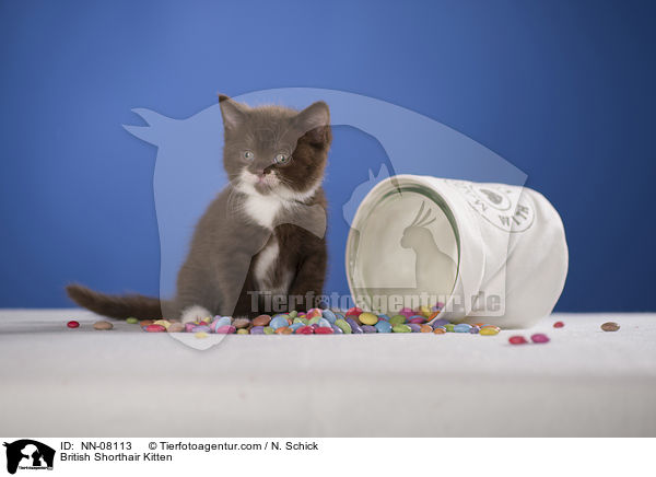 Britisch Kurzhaar Ktzchen / British Shorthair Kitten / NN-08113