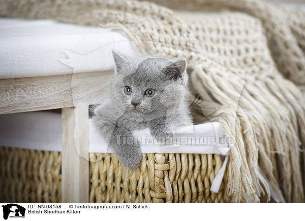 British Shorthair Kitten / NN-08158