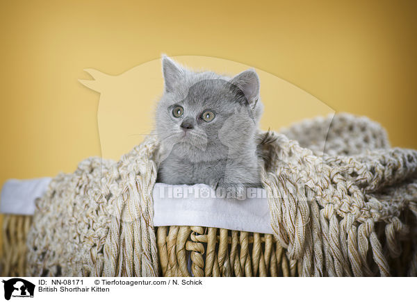 British Shorthair Kitten / NN-08171