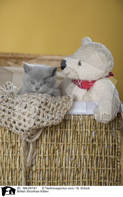 Britisch Kurzhaar Ktzchen / British Shorthair Kitten / NN-08181