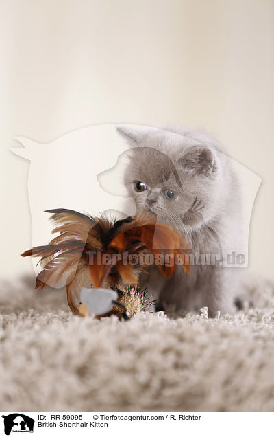 Britisch Kurzhaar Ktzchen / British Shorthair Kitten / RR-59095
