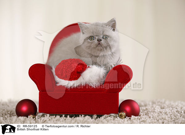 Britisch Kurzhaar Ktzchen / British Shorthair Kitten / RR-59125