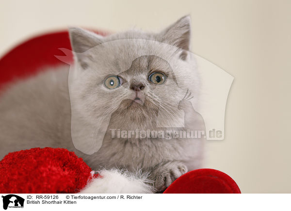 Britisch Kurzhaar Ktzchen / British Shorthair Kitten / RR-59126