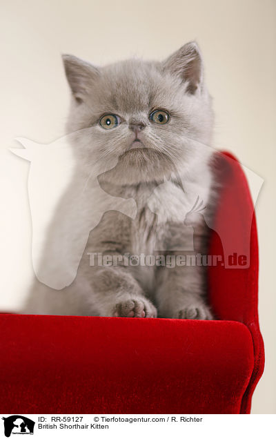 Britisch Kurzhaar Ktzchen / British Shorthair Kitten / RR-59127