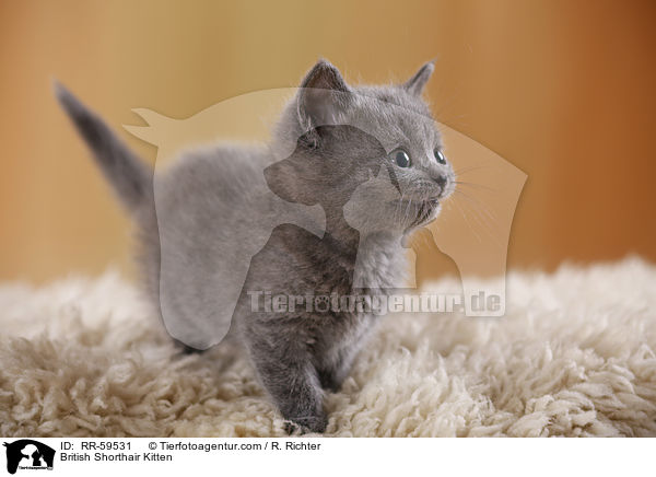 Britisch Kurzhaar Ktzchen / British Shorthair Kitten / RR-59531