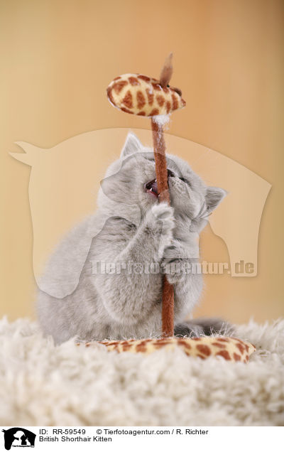 Britisch Kurzhaar Ktzchen / British Shorthair Kitten / RR-59549