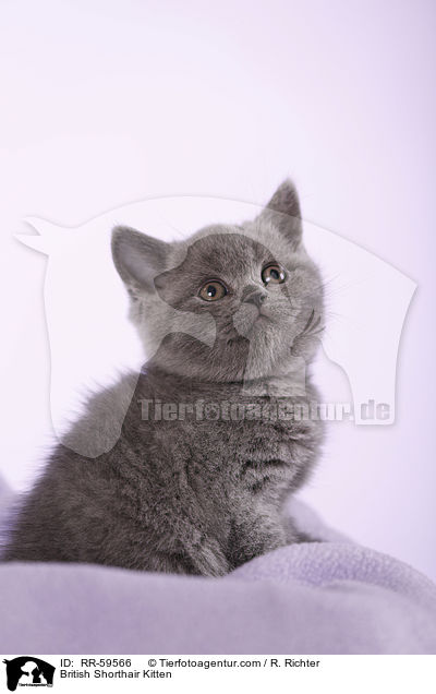 Britisch Kurzhaar Ktzchen / British Shorthair Kitten / RR-59566