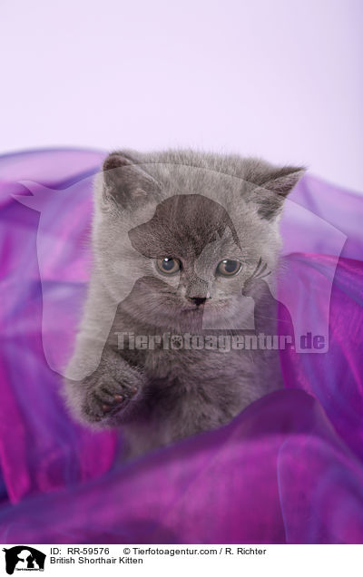 British Shorthair Kitten / RR-59576