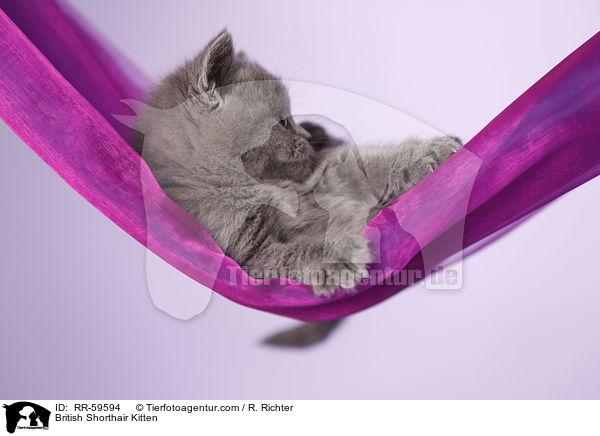Britisch Kurzhaar Ktzchen / British Shorthair Kitten / RR-59594