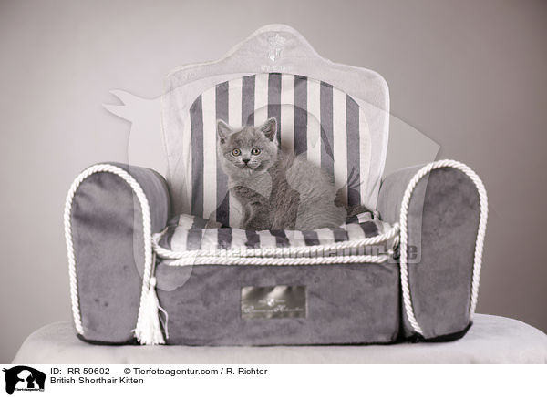 Britisch Kurzhaar Ktzchen / British Shorthair Kitten / RR-59602