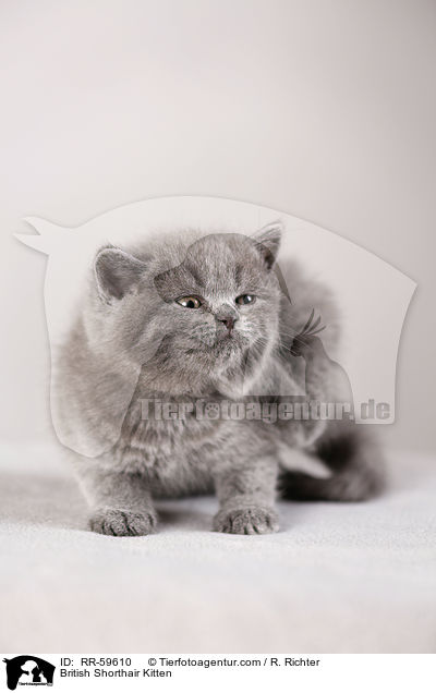 Britisch Kurzhaar Ktzchen / British Shorthair Kitten / RR-59610
