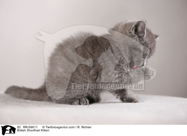 Britisch Kurzhaar Ktzchen / British Shorthair Kitten / RR-59611