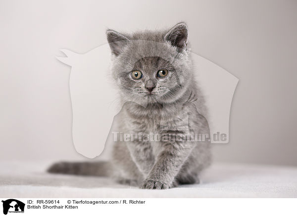 Britisch Kurzhaar Ktzchen / British Shorthair Kitten / RR-59614