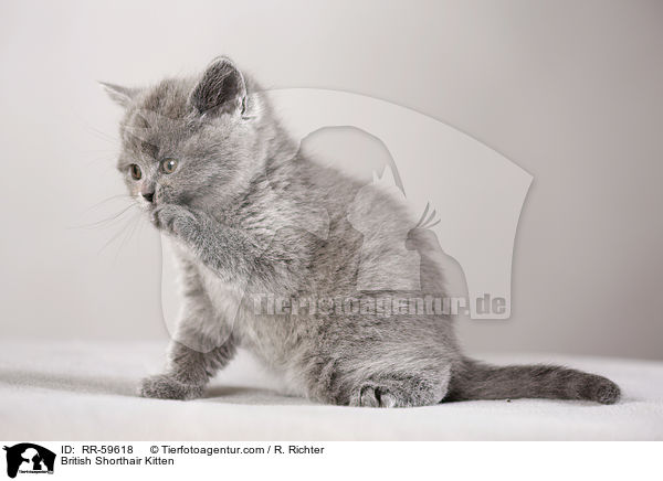 Britisch Kurzhaar Ktzchen / British Shorthair Kitten / RR-59618