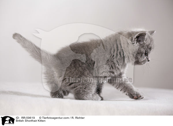 Britisch Kurzhaar Ktzchen / British Shorthair Kitten / RR-59619