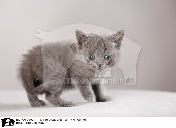 Britisch Kurzhaar Ktzchen / British Shorthair Kitten / RR-59621