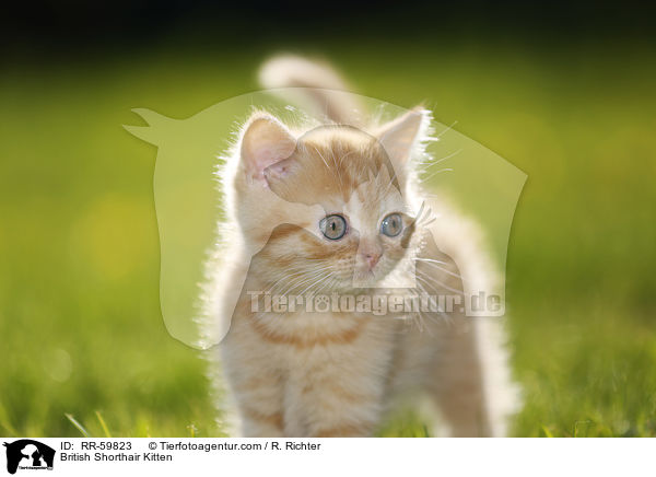 Britisch Kurzhaar Ktzchen / British Shorthair Kitten / RR-59823