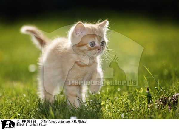 Britisch Kurzhaar Ktzchen / British Shorthair Kitten / RR-59824