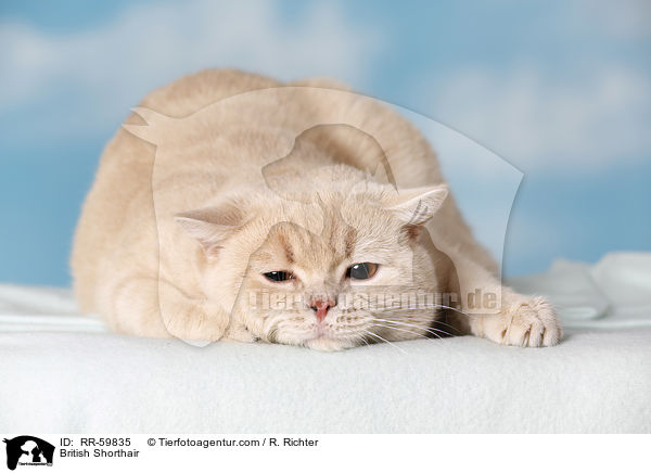 Britisch Kurzhaar / British Shorthair / RR-59835