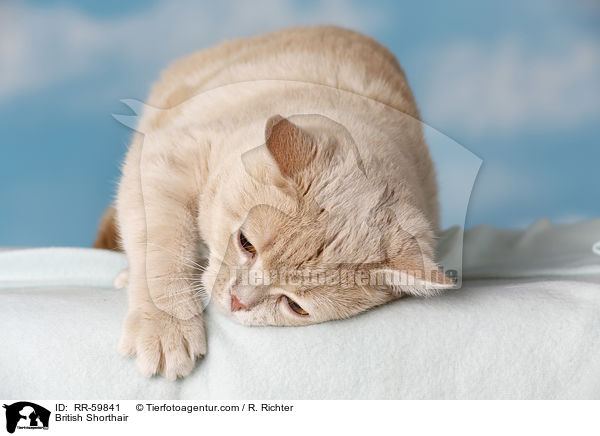 Britisch Kurzhaar / British Shorthair / RR-59841