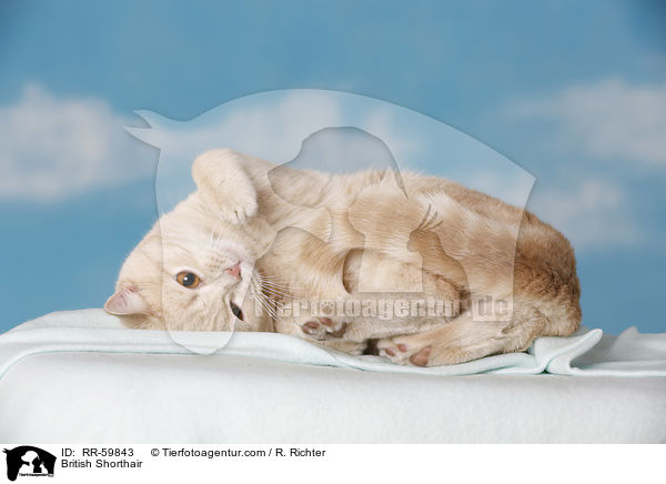 Britisch Kurzhaar / British Shorthair / RR-59843