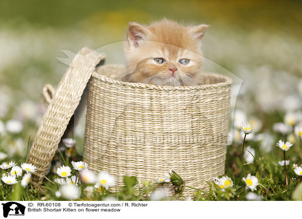 Britisch Kurzhaar Ktzchen auf Blumenwiese / British Shortair Kitten on flower meadow / RR-60108