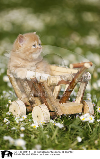 Britisch Kurzhaar Ktzchen auf Blumenwiese / British Shortair Kitten on flower meadow / RR-60114