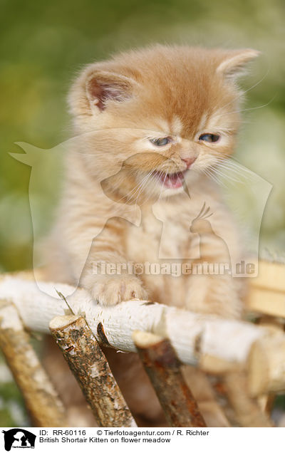 Britisch Kurzhaar Ktzchen auf Blumenwiese / British Shortair Kitten on flower meadow / RR-60116