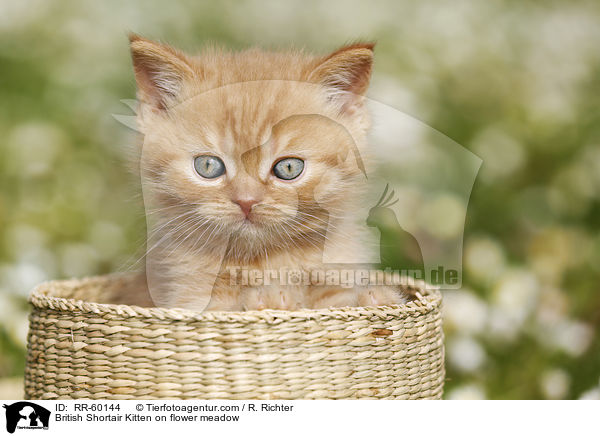 British Shortair Kitten on flower meadow / RR-60144