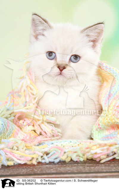 sitting British Shorthair Kitten / SS-36202