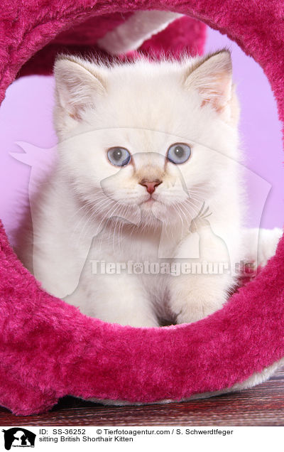 sitzendes Britisch Kurzhaar Ktzchen / sitting British Shorthair Kitten / SS-36252