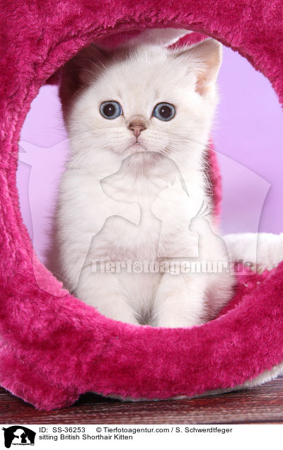 sitzendes Britisch Kurzhaar Ktzchen / sitting British Shorthair Kitten / SS-36253