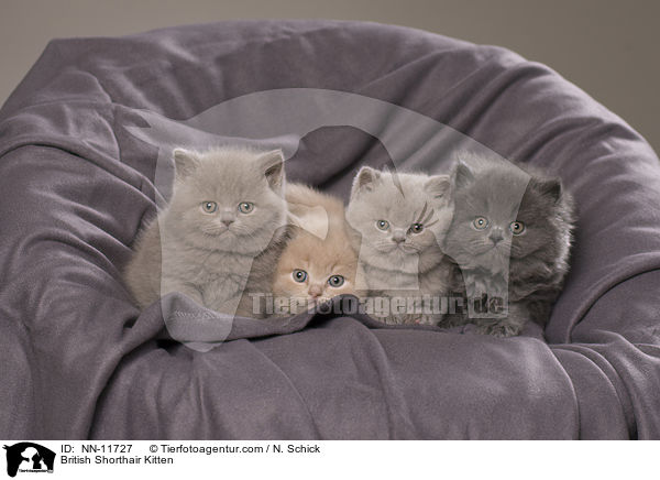 Britisch Kurzhaar Ktzchen / British Shorthair Kitten / NN-11727