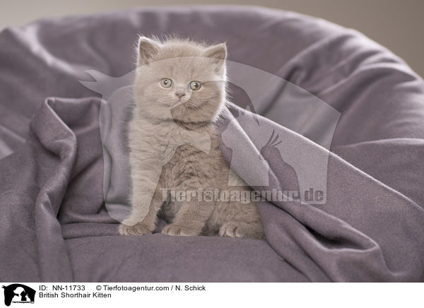 British Shorthair Kitten / NN-11733