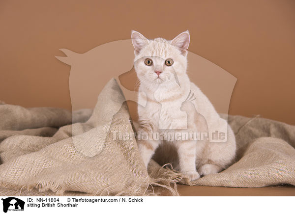 sitzende Britisch Kurzhaar / sitting British Shorthair / NN-11804