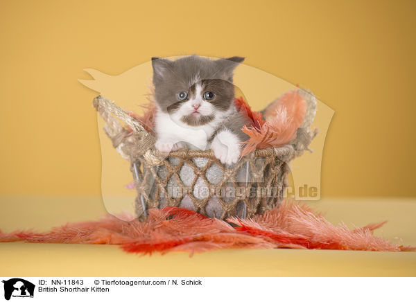 Britisch Kurzhaar Ktzchen / British Shorthair Kitten / NN-11843