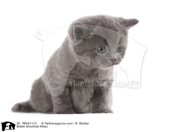 Britisch Kurzhaar Ktzchen / British Shorthait Kitten / RR-61113
