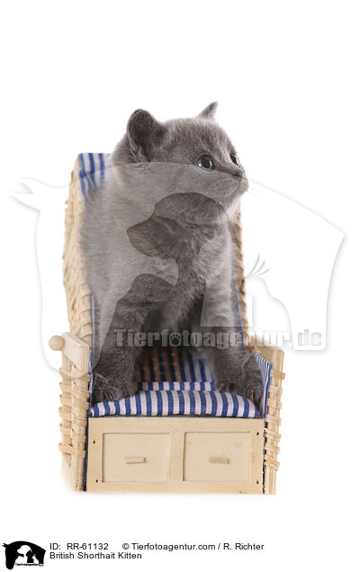 Britisch Kurzhaar Ktzchen / British Shorthait Kitten / RR-61132