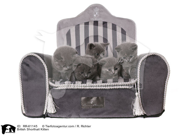 Britisch Kurzhaar Ktzchen / British Shorthait Kitten / RR-61145
