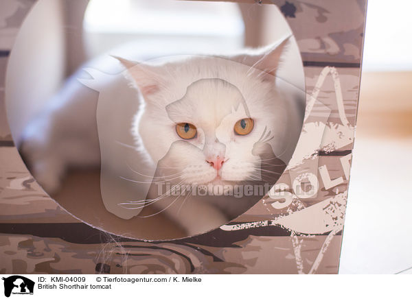 Britisch Kurzhaar Kater / British Shorthair tomcat / KMI-04009