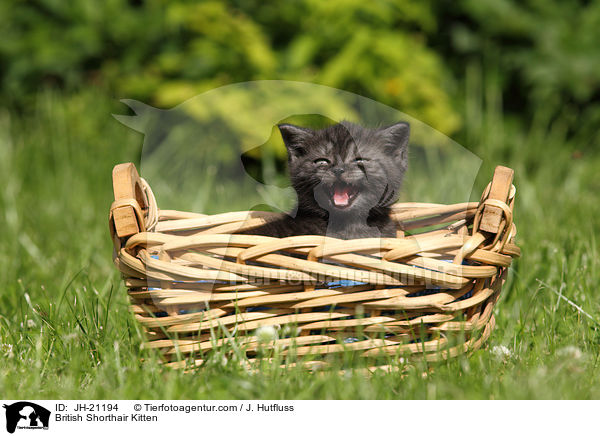 Britisch Kurzhaar Ktzchen / British Shorthair Kitten / JH-21194
