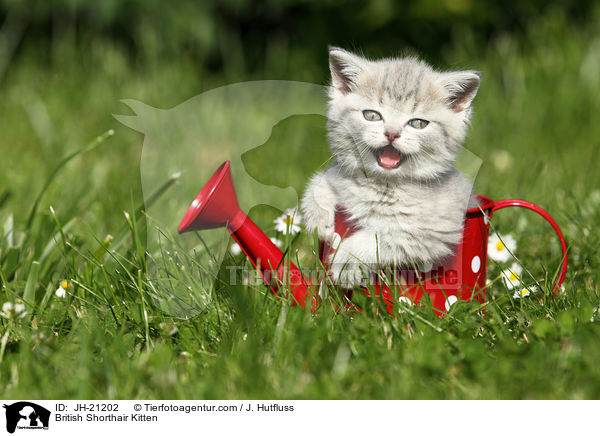 Britisch Kurzhaar Ktzchen / British Shorthair Kitten / JH-21202