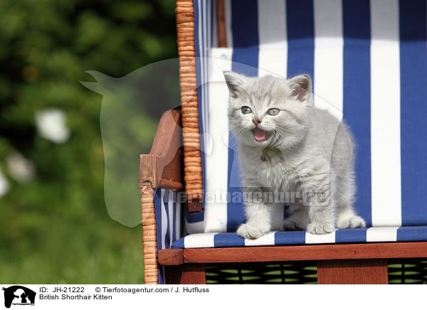 Britisch Kurzhaar Ktzchen / British Shorthair Kitten / JH-21222