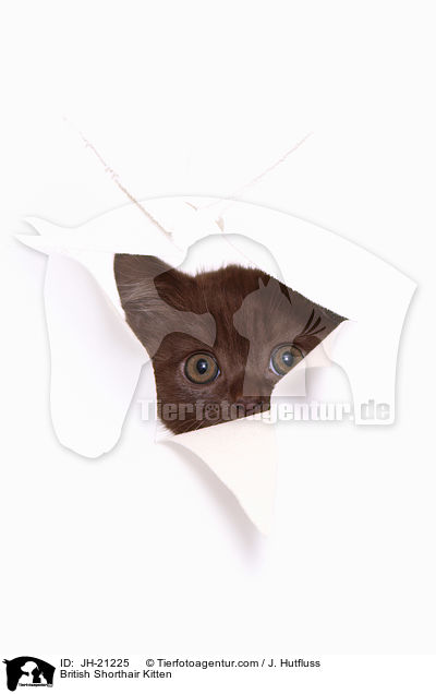 British Shorthair Kitten / JH-21225