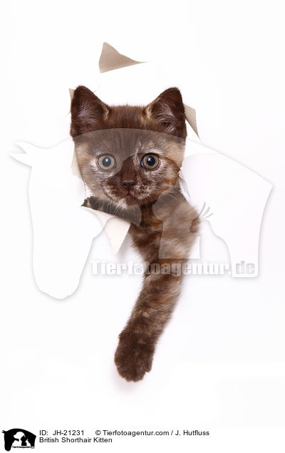 British Shorthair Kitten / JH-21231
